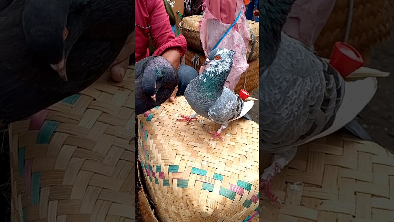 Pesona Merpati Pasar Kertek Wonosobo