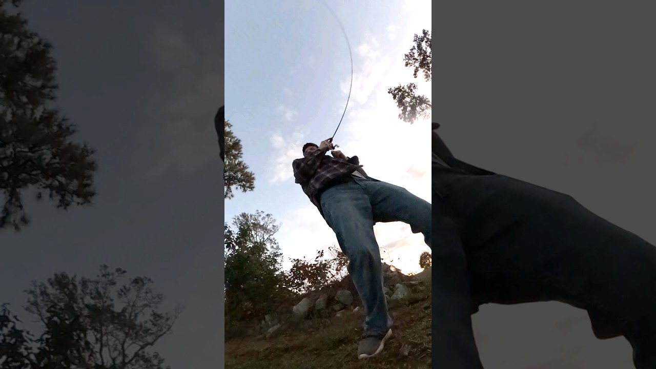 Pulling creek bass off trees with BFS setup #fishing