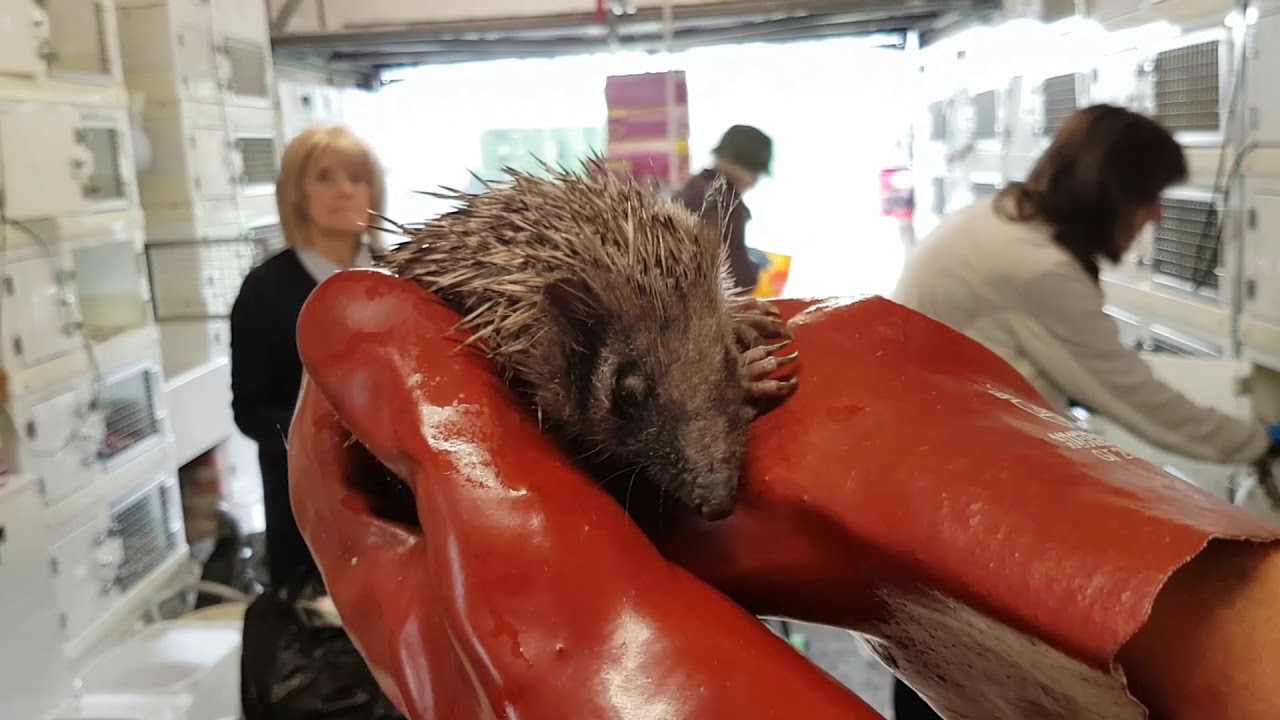 LOVE YOUR LOCAL WILDLIFE Northumbrian Hedgehog Rescue Trust