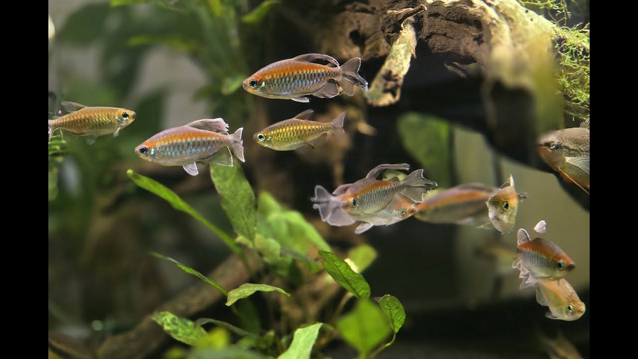 Male Congo Tetras!!