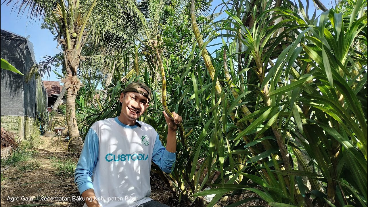 Media dan Pupuk Anggrek Tebu, Biar Rajin Bunga, Perawatan Mudah dan Tahan Banting