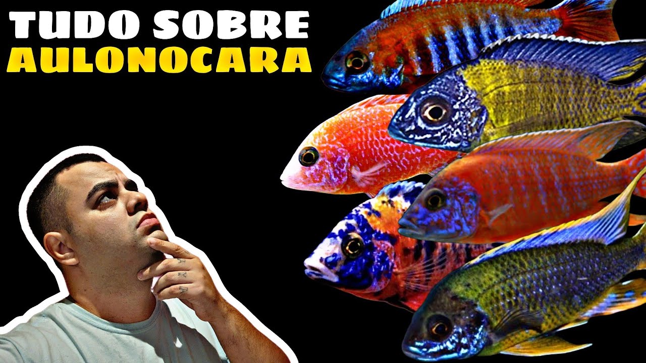 AULONOCARAS - VAMOS FALAR DE ESPÉCIES? #028