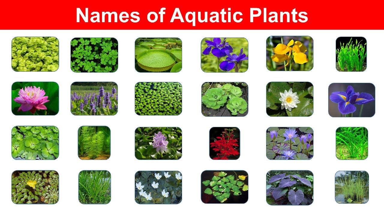 Aquatic Plants Name In English | Water Plants Vocabulary | Water Plants in English