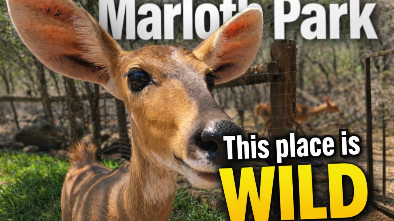 We Stayed Where WILD Animals Roam Free | Marloth Park | South Africa