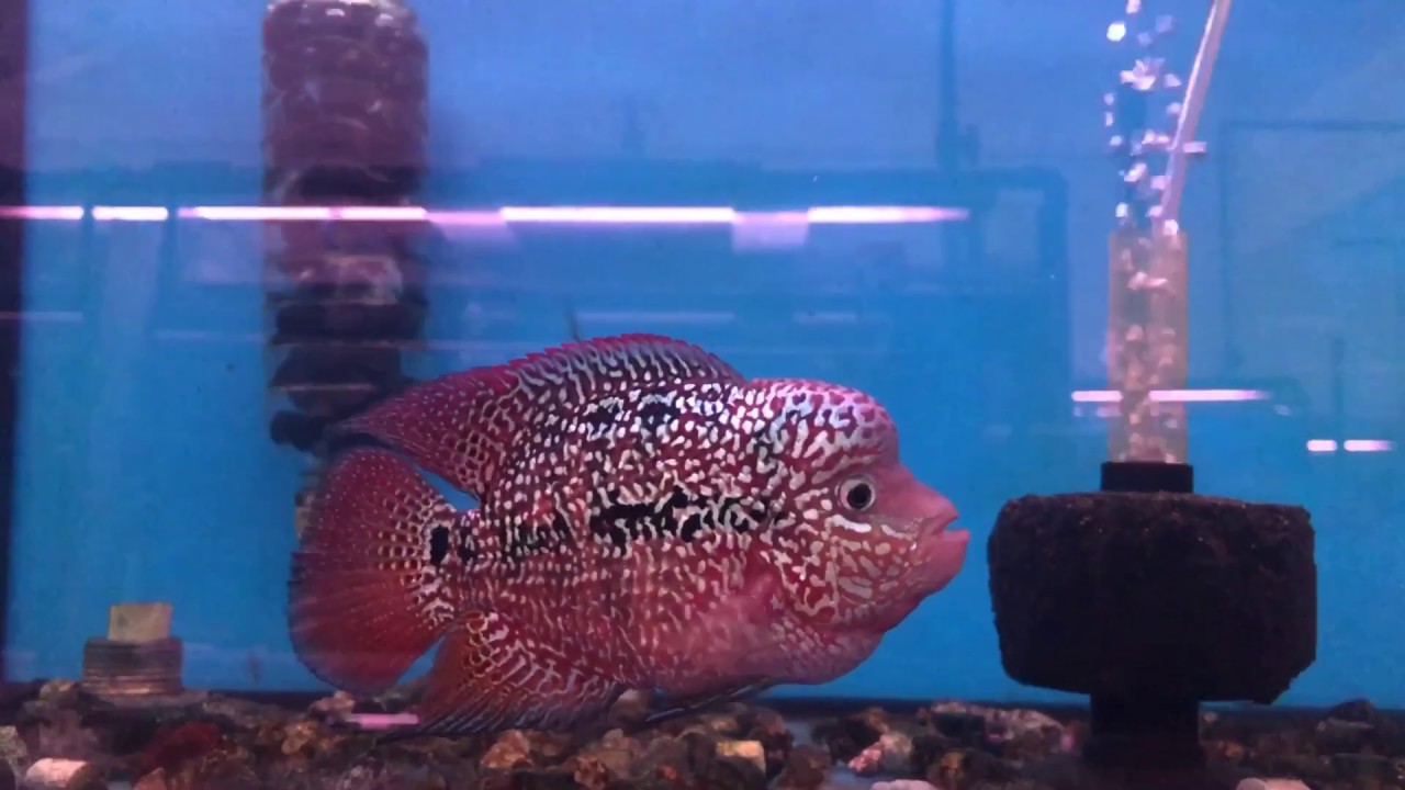Flowerhorn Malaysia: Visiting MM33 Kamfa flowerhorn farm in Melaka, Malaysia