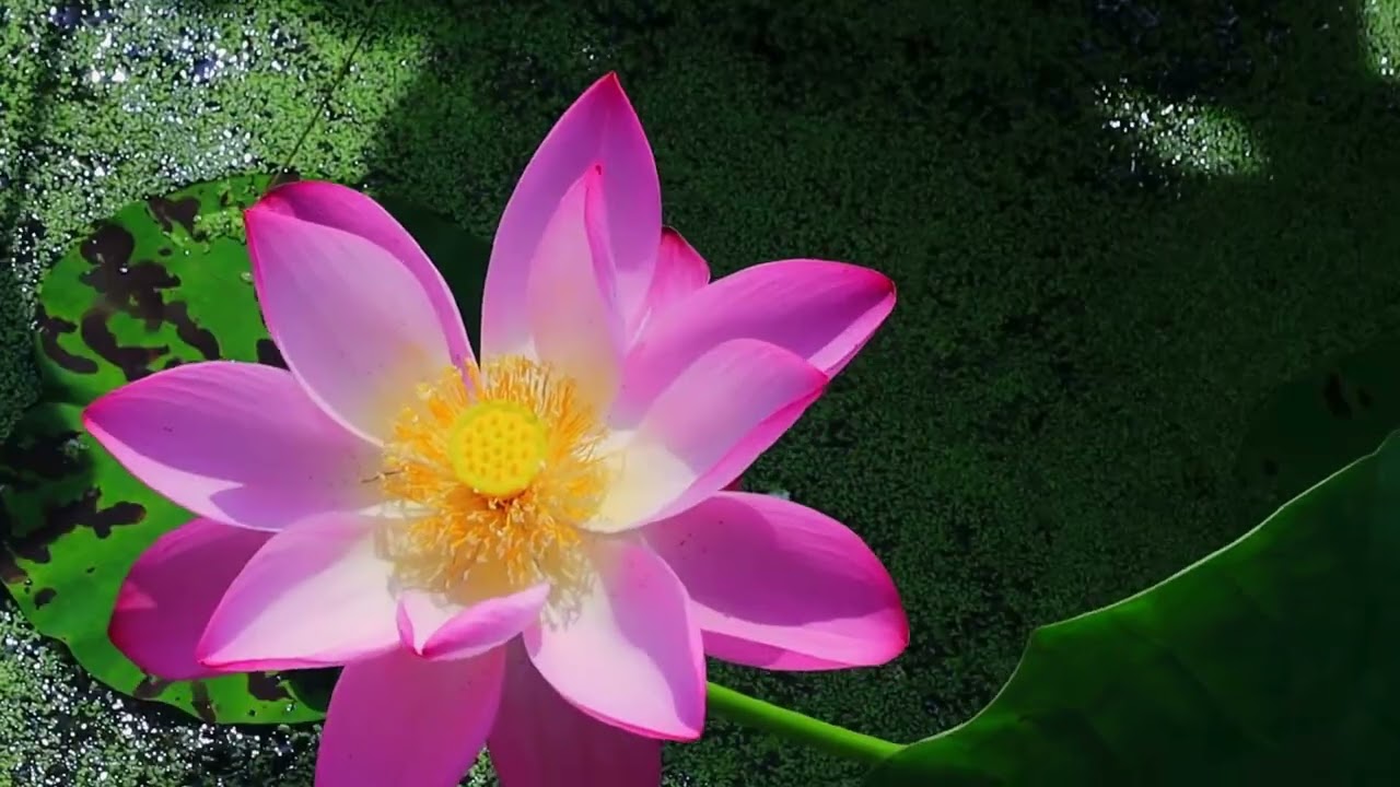 432 Hz Relaxing Music with Lotus Flowers | Healing Vibrations & Peaceful Sleep