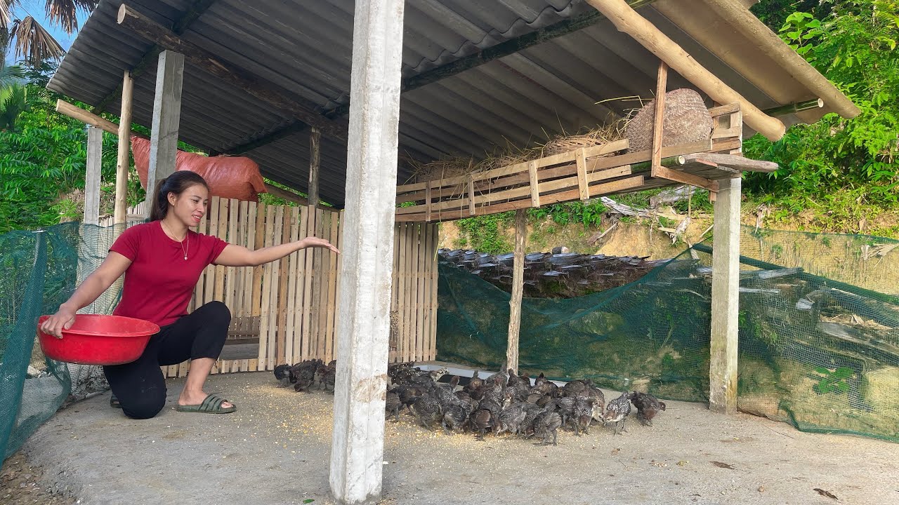 How to expand the farm to raise more chickens - black chickens, evil chicken. Trieu Lily