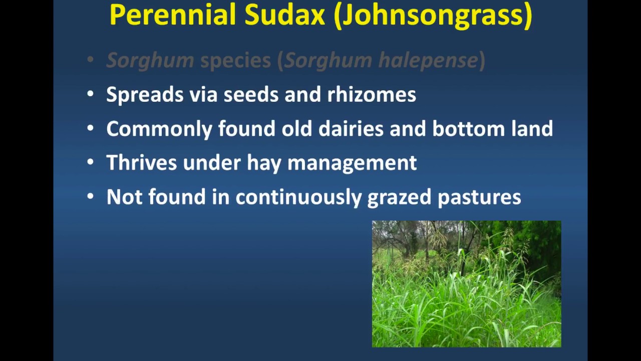 Extending Grazing: Johnsongrass