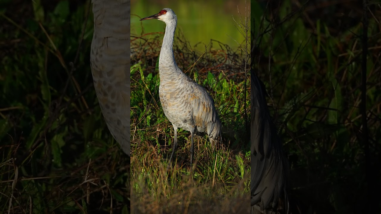 Crane in California   #birds #nature #wildlife #wildlifephotography