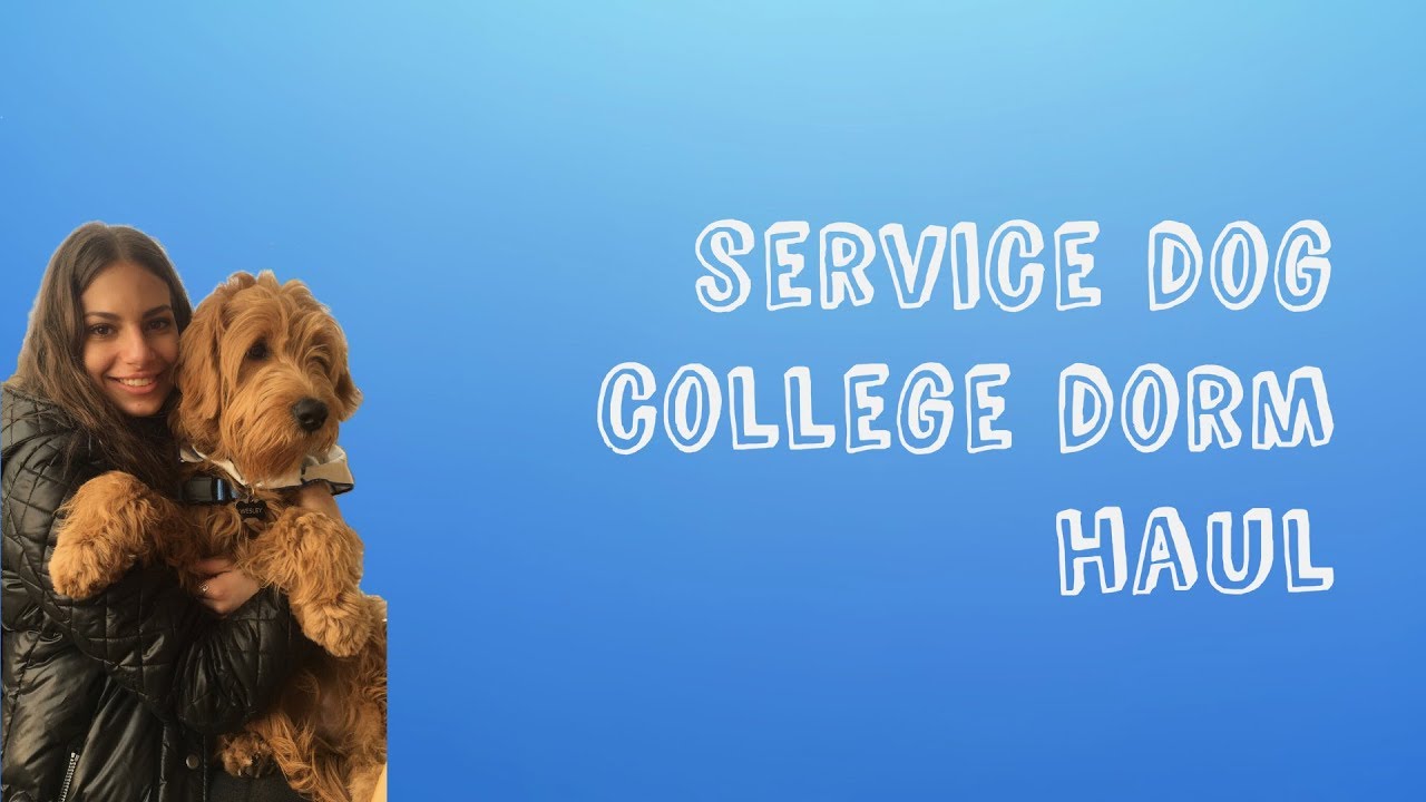 SERVICE DOG COLLEGE DORM HAUL