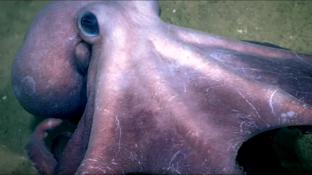 Facts: Muusoctopus
