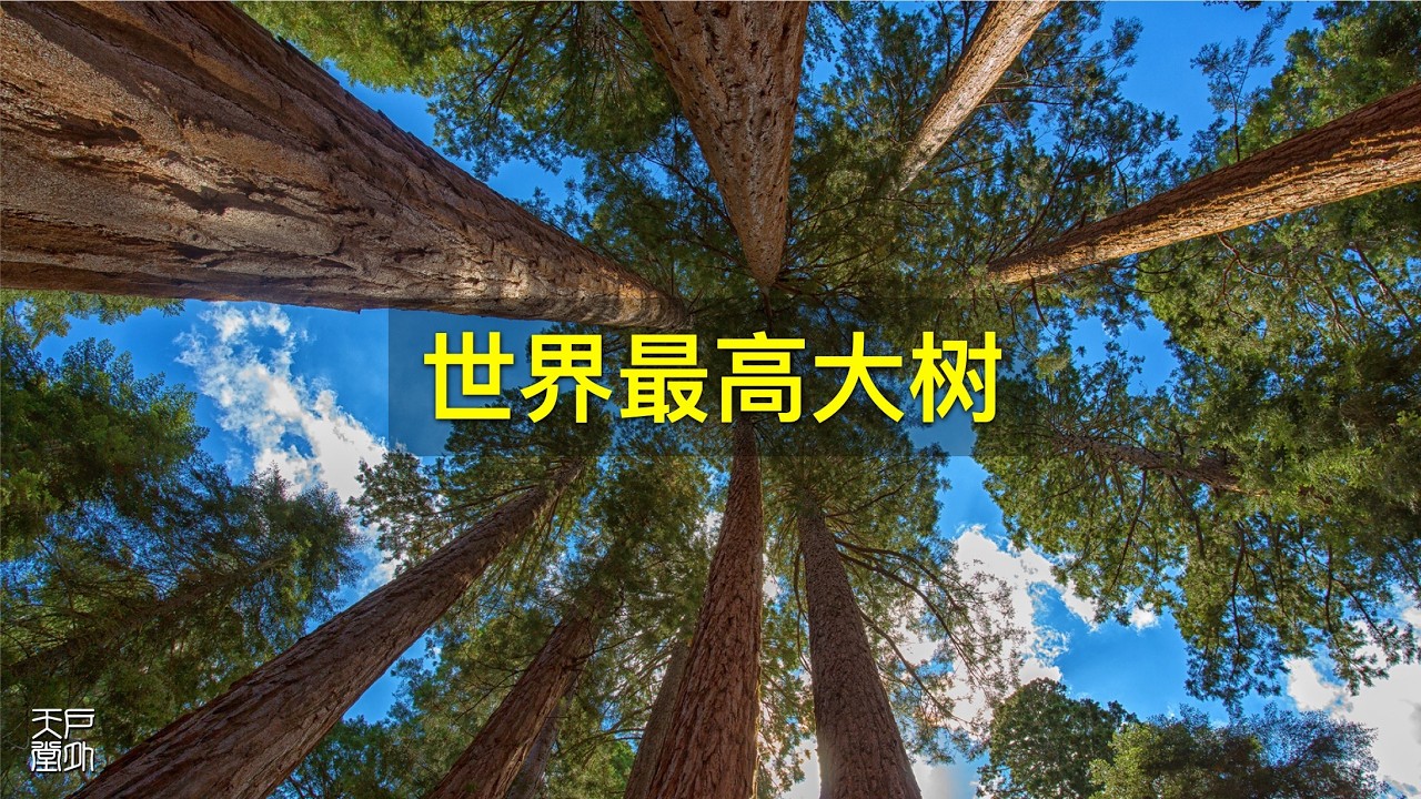 世界最高的树 Hyperion 亥伯龙树 美国红木国家公园 Redwood National and State Parks 大树之美 - 户外天堂
