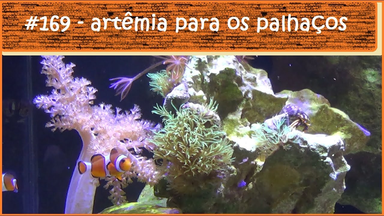 Alimentando os peixes palhaço com artêmia