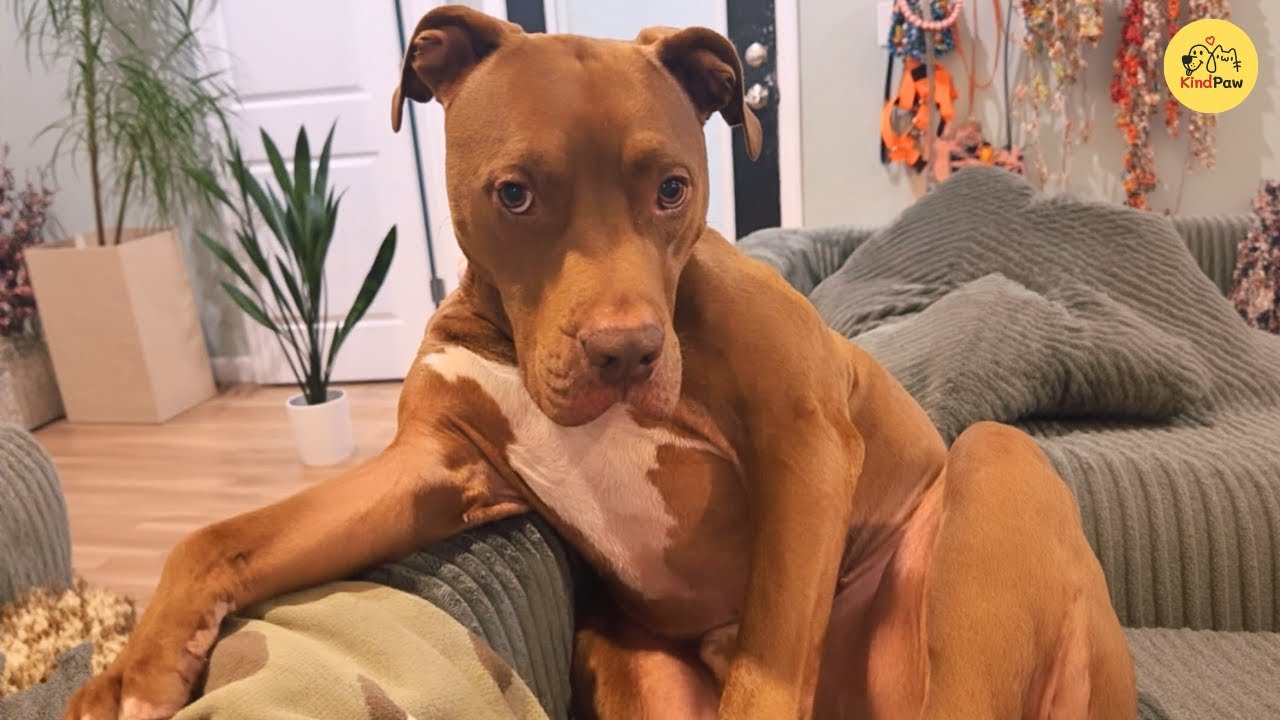 Этот собачий истерик смешнее любой комедии. Не пропустите!