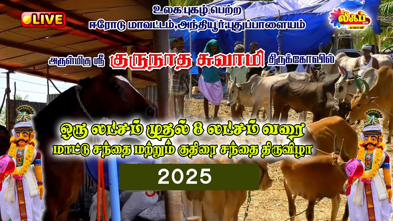 🔴LIVE:அந்தியூர் குருநாதசுவாமி கோயில் மாட்டுச்சந்தை மற்றும் குதிரைச்சந்தை|Anthiyur Gurunathaswamy2025