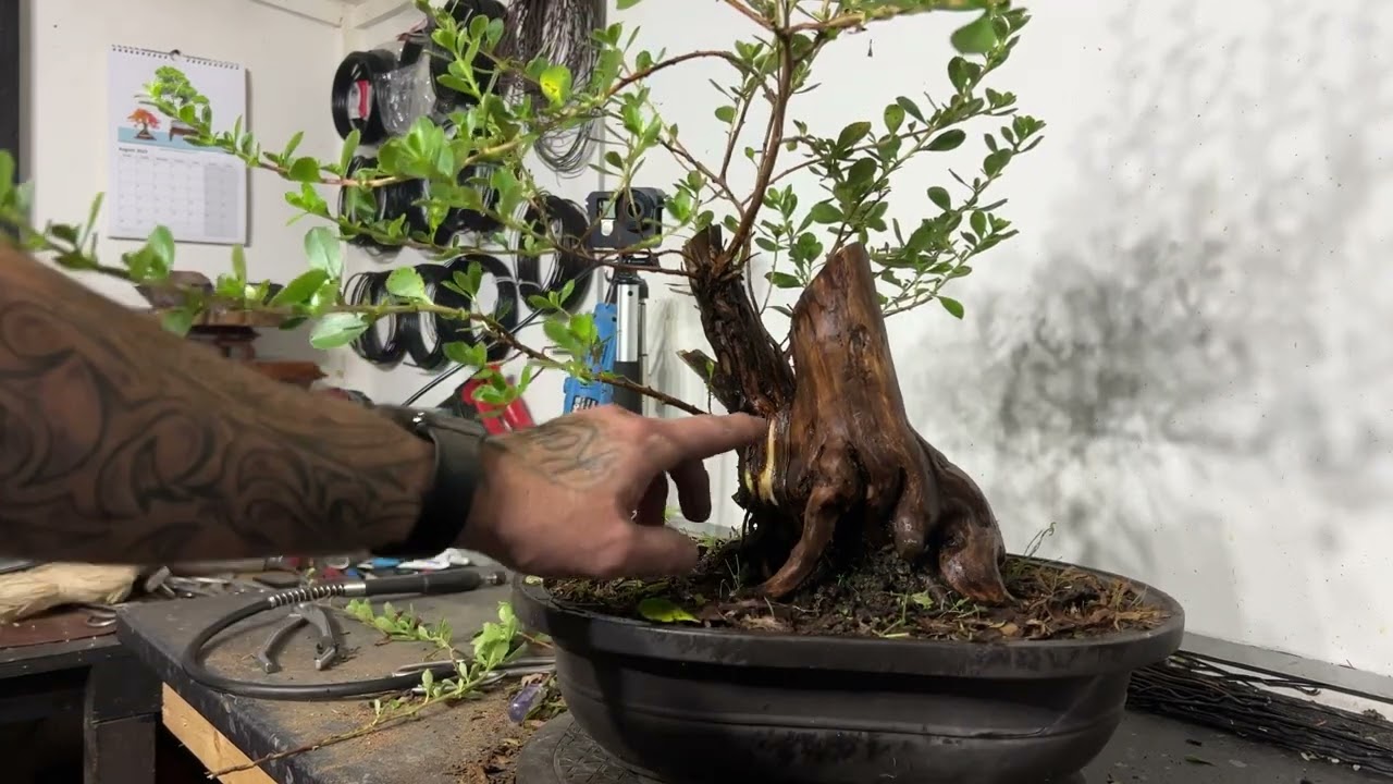 Unbelievable Transformation Of A Escallonia Bonsai With Carving And Styling