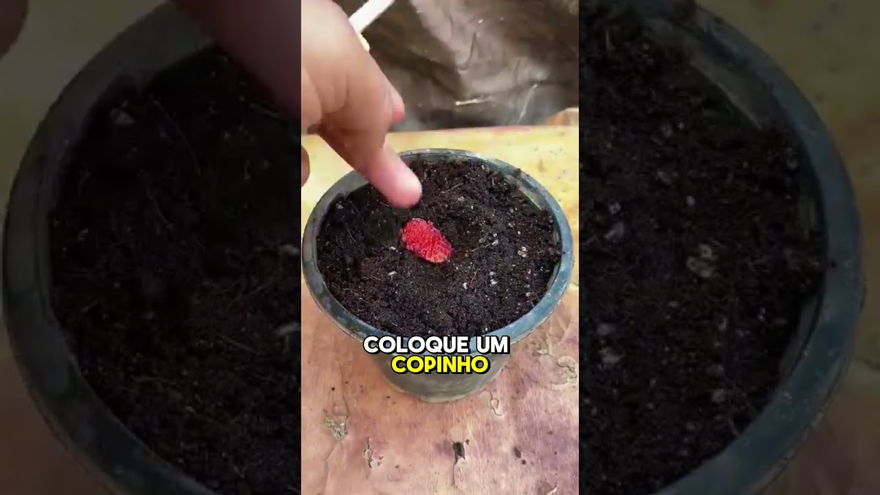 Como plantar morango #frutas #plantas #horta #agricultura