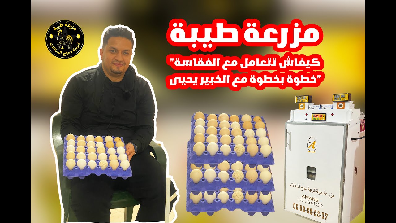 كيفاش تتعامل مع الفقاسة من النهار اللّول حتى الـ 18 🥚🐥 للمبتدئين 😎