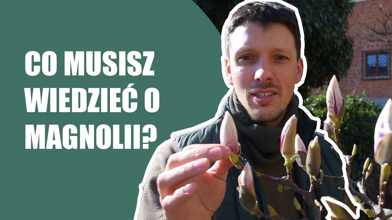 Magnolia - pielęgnacja i wymagania. Uprawa magnolii w ogrodzie.