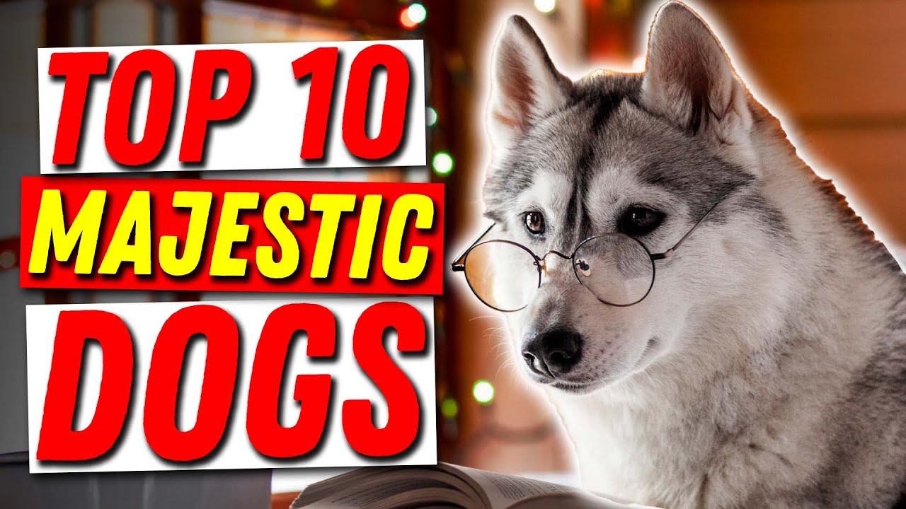Top 10 Majestic Dog Breeds That Will Take Your Breath Away