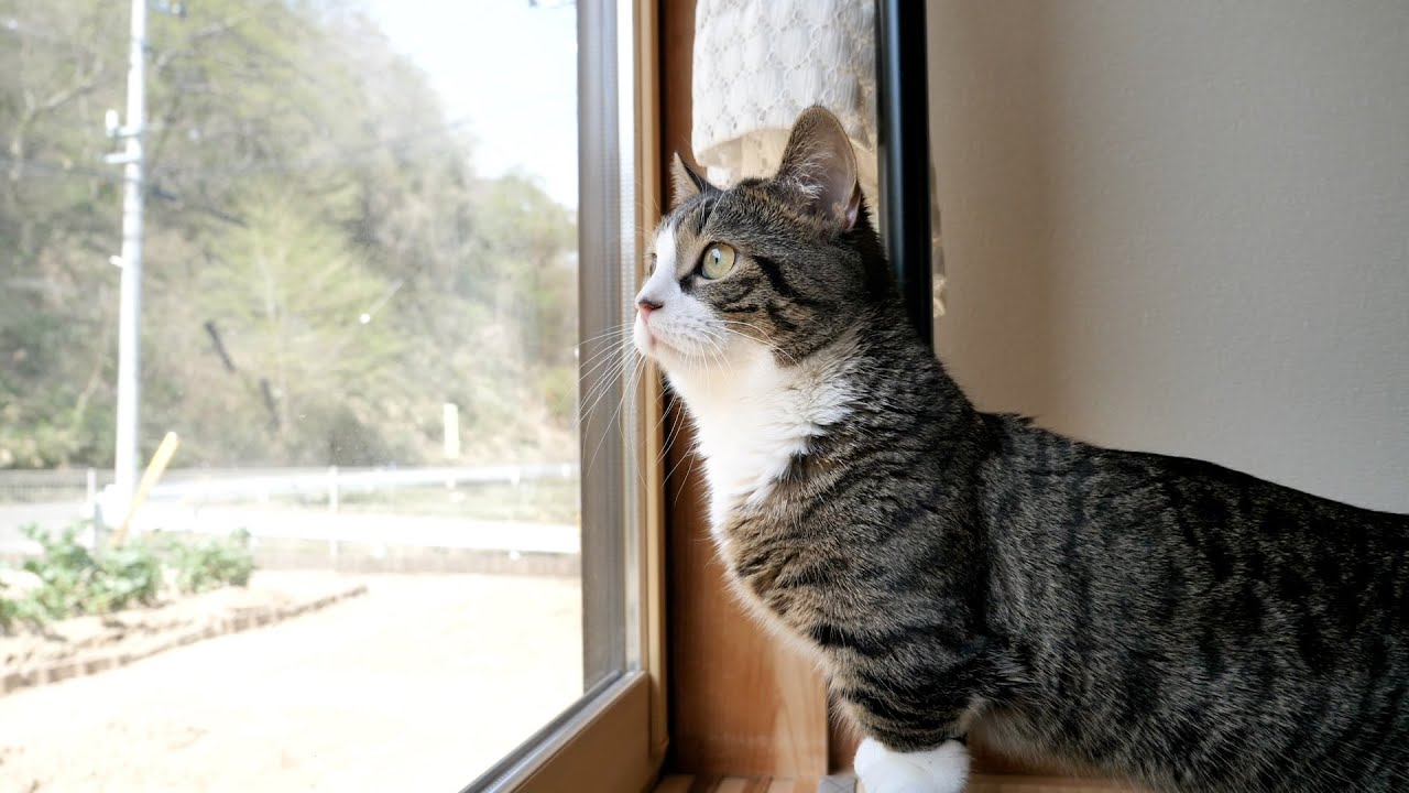 When the cat Coco first went to the owner's parents' house...! lol