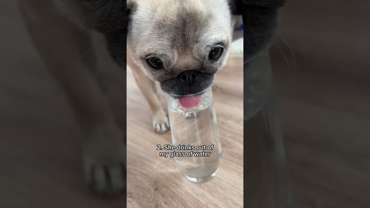 Reasons why my PUG might be part CAT 🐱 #dog #pug #cat #funny