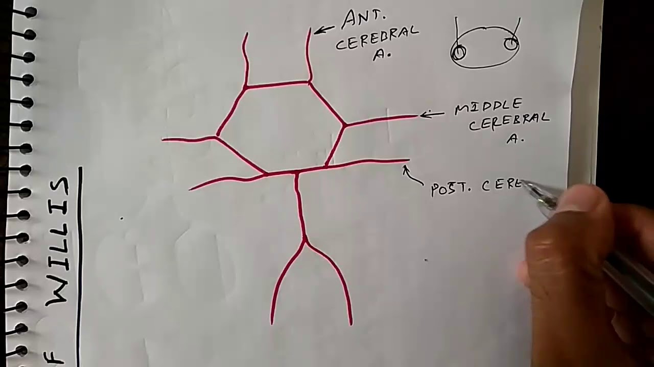 Circle of Willis Anatomy | Blood Supply of Brain | Neuroanatomy | Dr. Pawan nagar