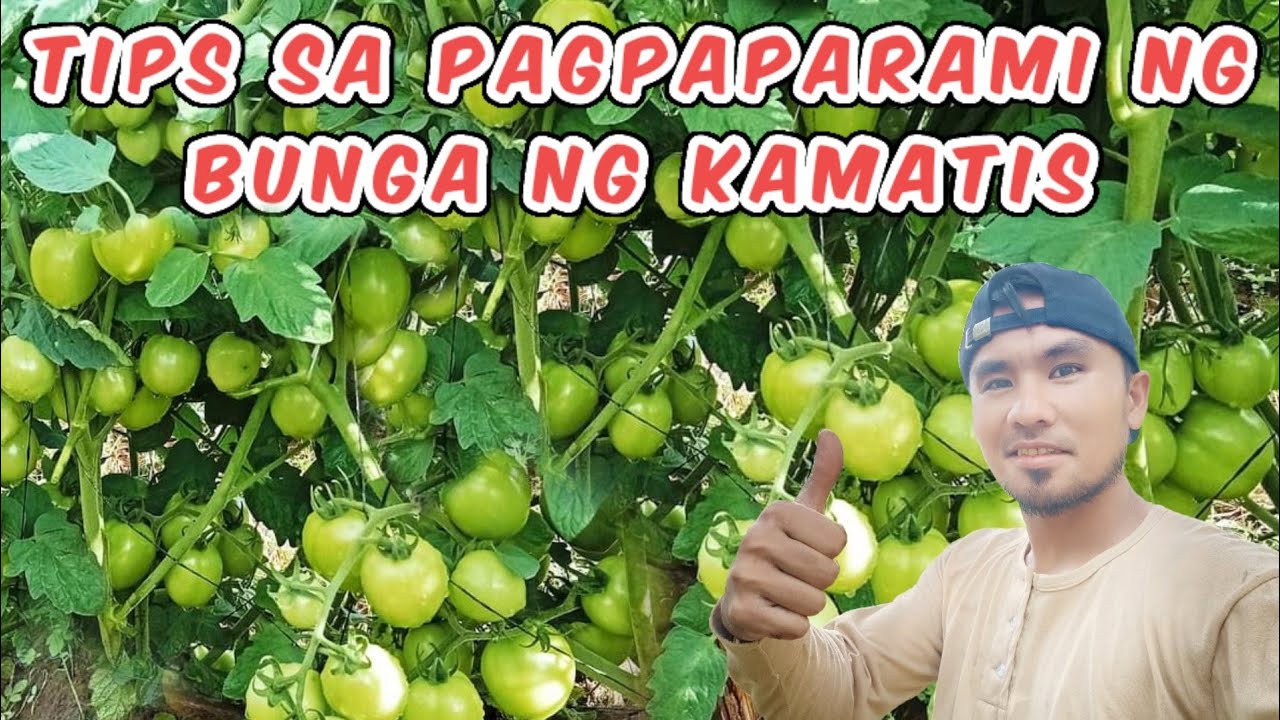 PAANO PARAMIHIN ANG BUNGA NG KAMATIS? by Karelatives Farmer