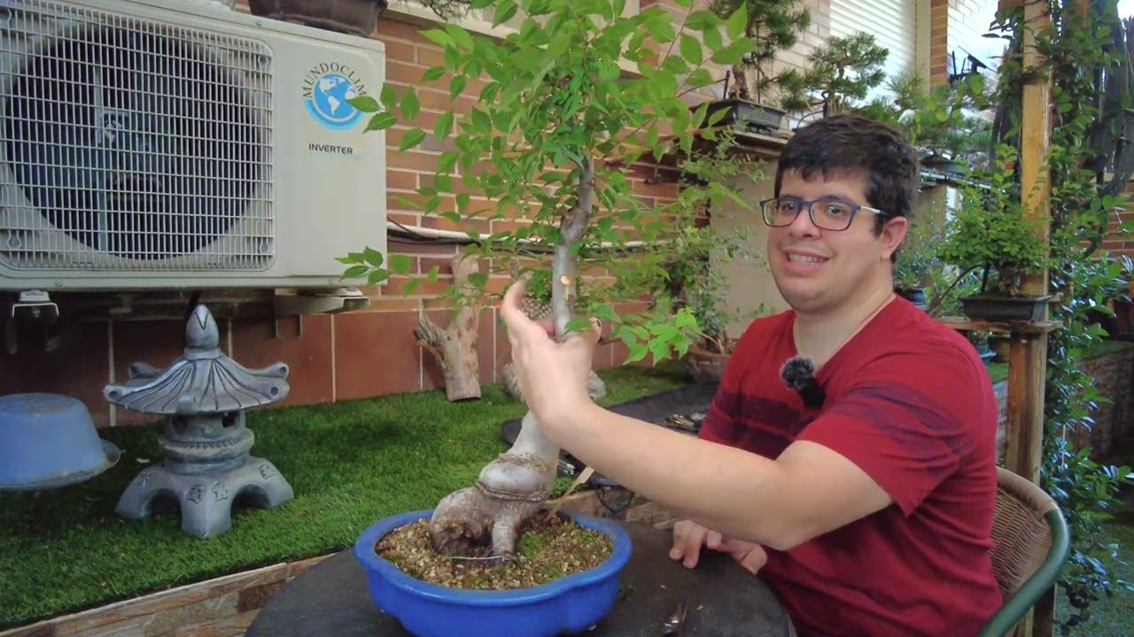Zelkova serrata - Pinzado y Poda de formación (17/07/2023)