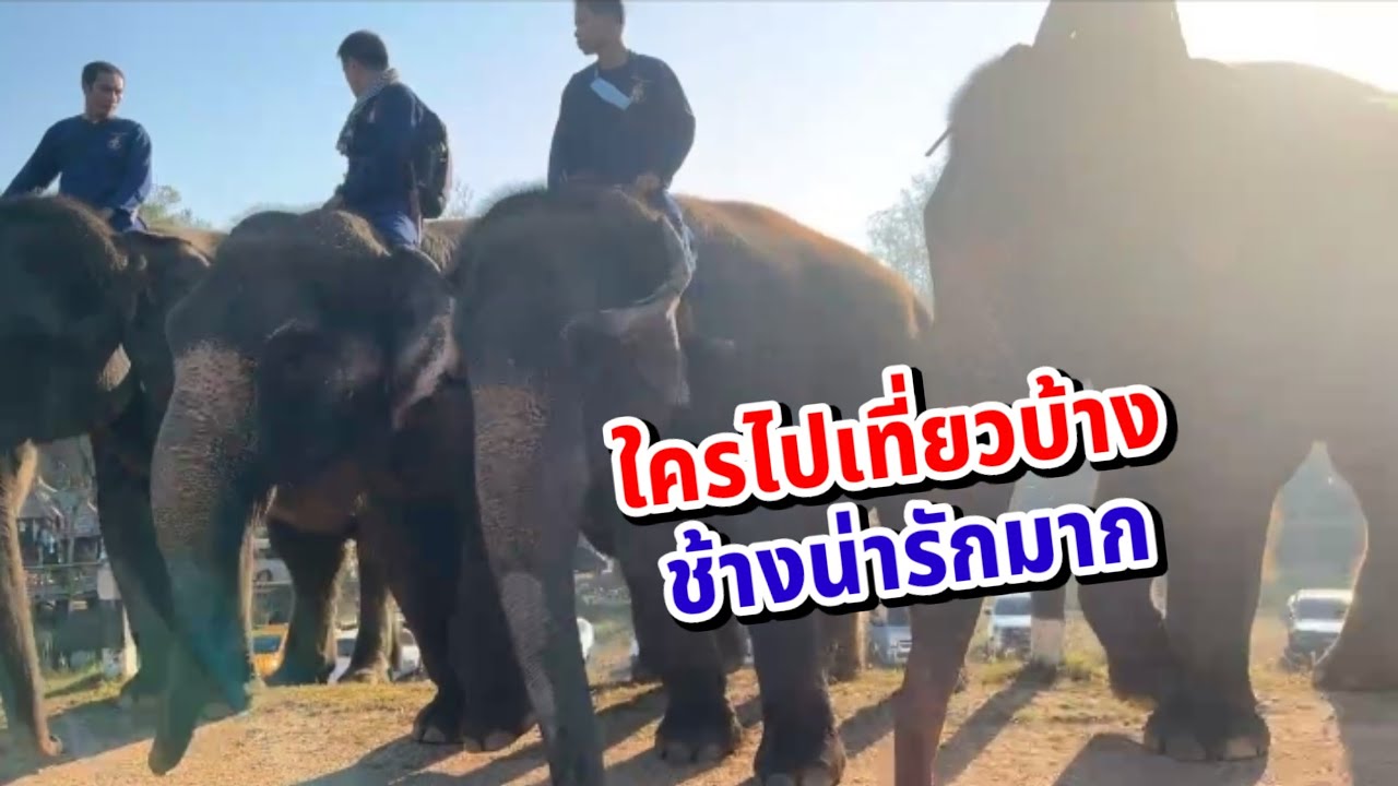 วันช้างไทย 2567 ชมกิจกรรมช้าง ศูนย์อนุรักษ์ช้างไทย จังหวัดลำปาง