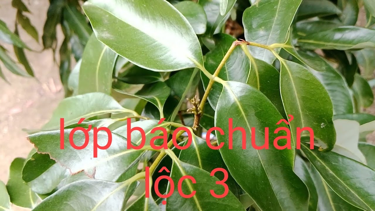 Sau đợt rét vải lộc 3 đã có hy vọng rất nhiều anh em khoanh sớm vào bờ 