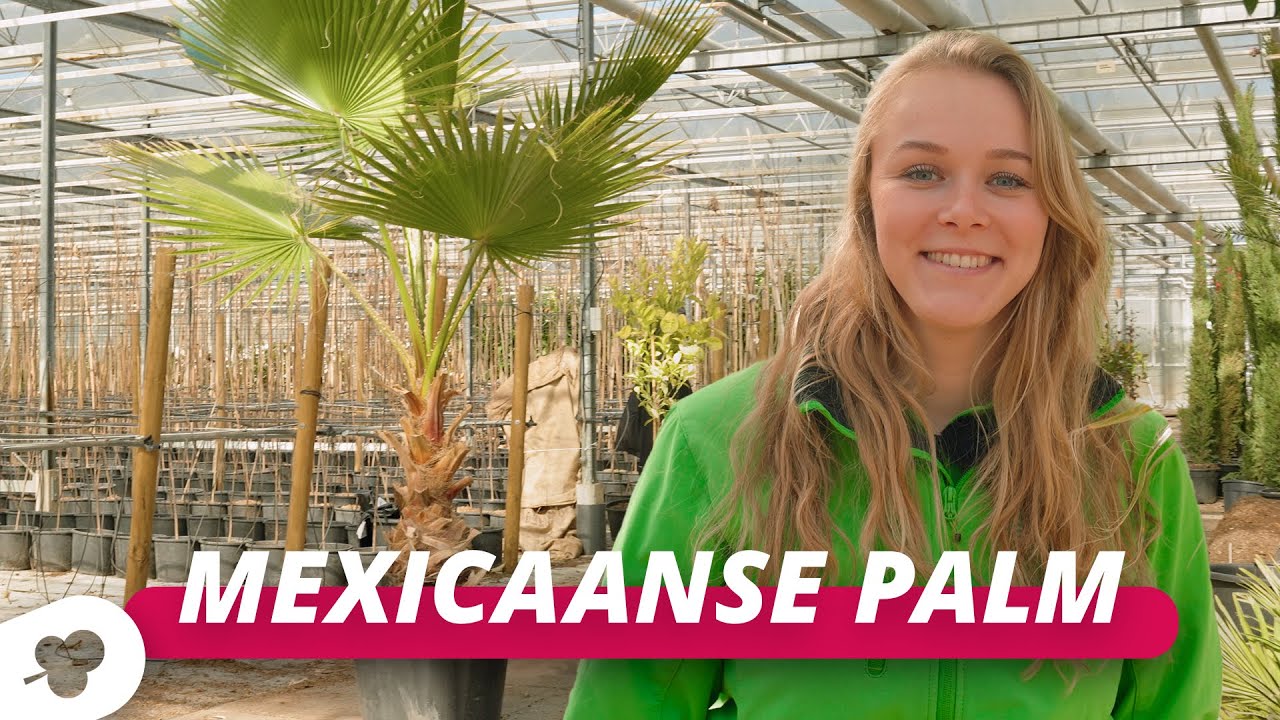 De Mexicaanse waaierpalm! | BOMENTA(L)K #128