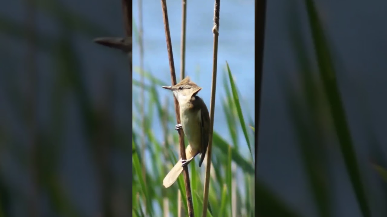 FEEL THE MUSIC || BIRDS VIDEOGRAPHY|| #birds #naturvideo #videography #hd