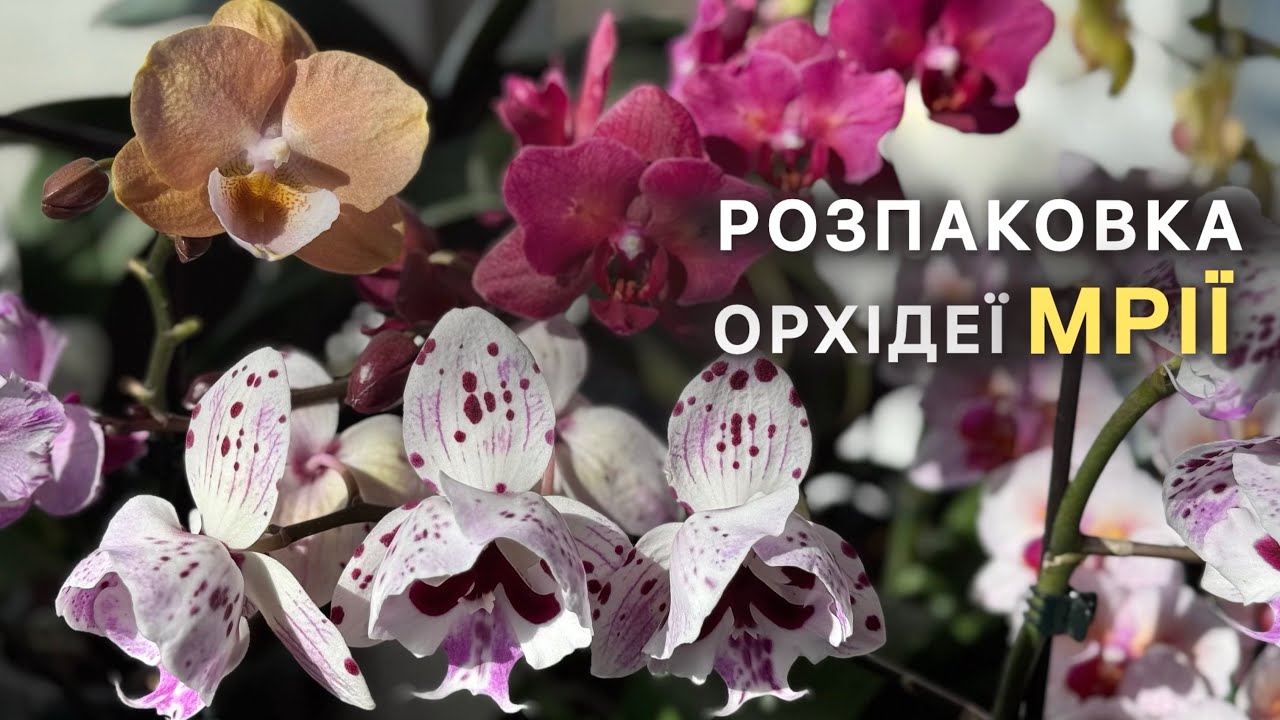 Мріяла про неї два роки🥺РОЗПАКОВКА🌿#orchid #орхидея #обзорорхидей #орхідеї #цветущиеорхидеи #spring 