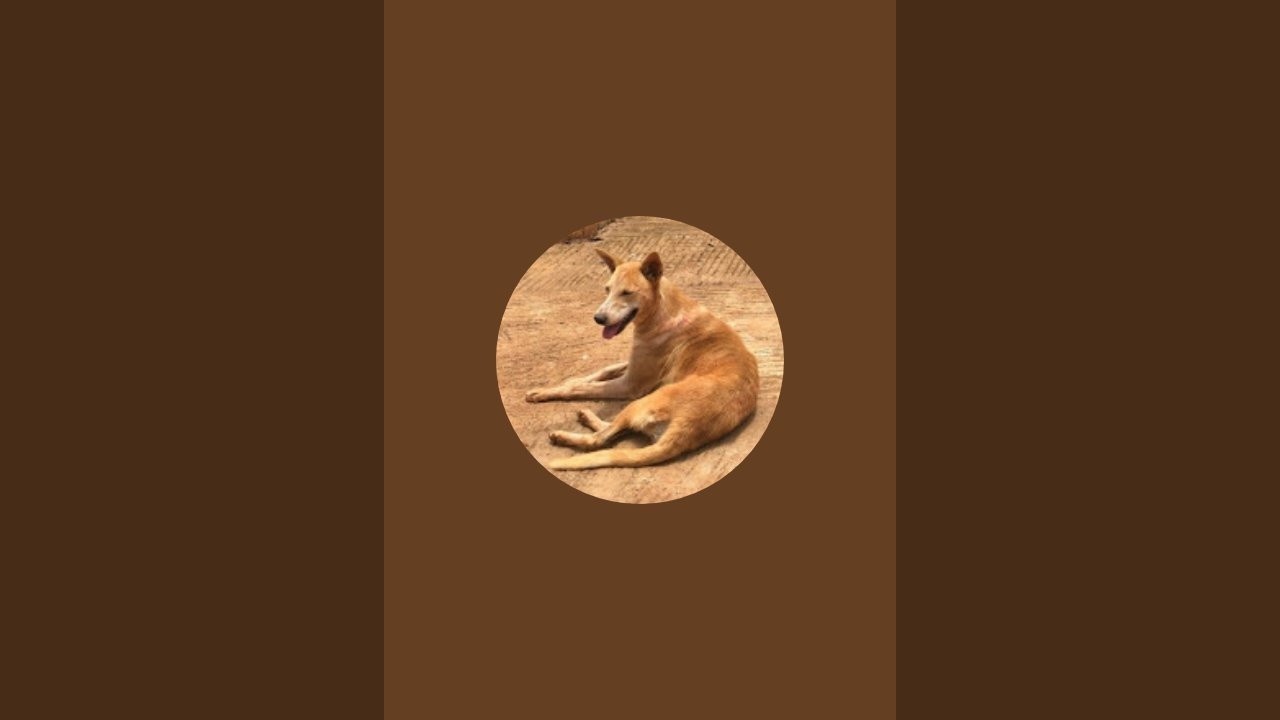 Muhirwa Animals Rescue  is live