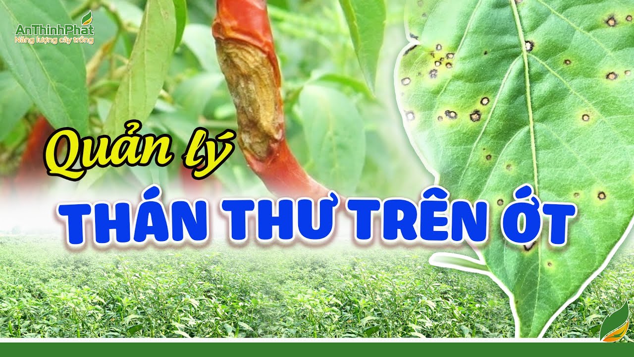 Top Lưu Ý Quản Lý Thán Thư Trên Ớt |An Thịnh Phát