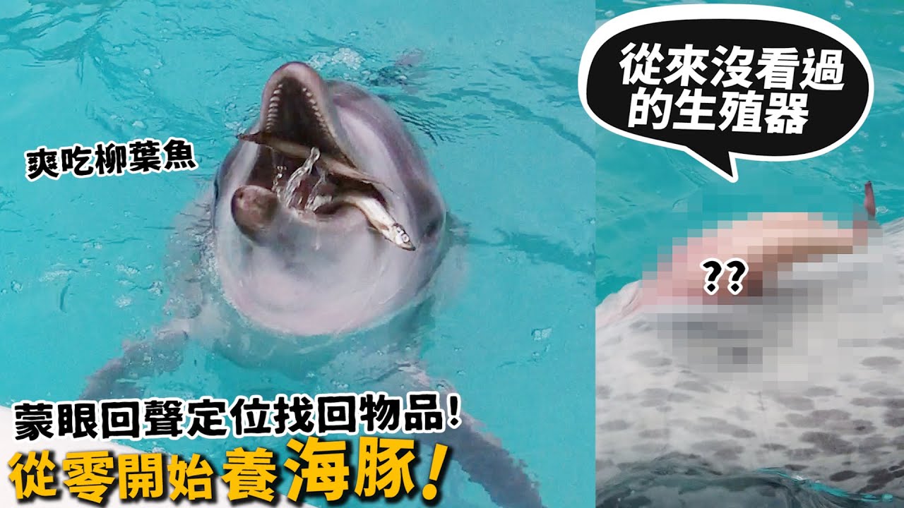 【從零開始養】海豚!從來沒見過的GG!蒙眼回聲定位找回物品!海中被海豚撞到是啥感覺?【許伯簡芝】dolphin