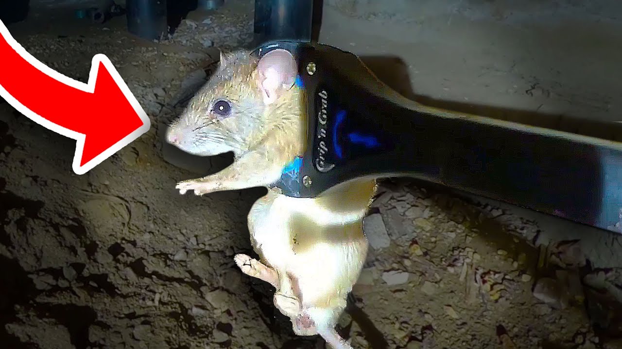 EASIEST way to CATCH SEWER RATS!! BEST Rodent Control!