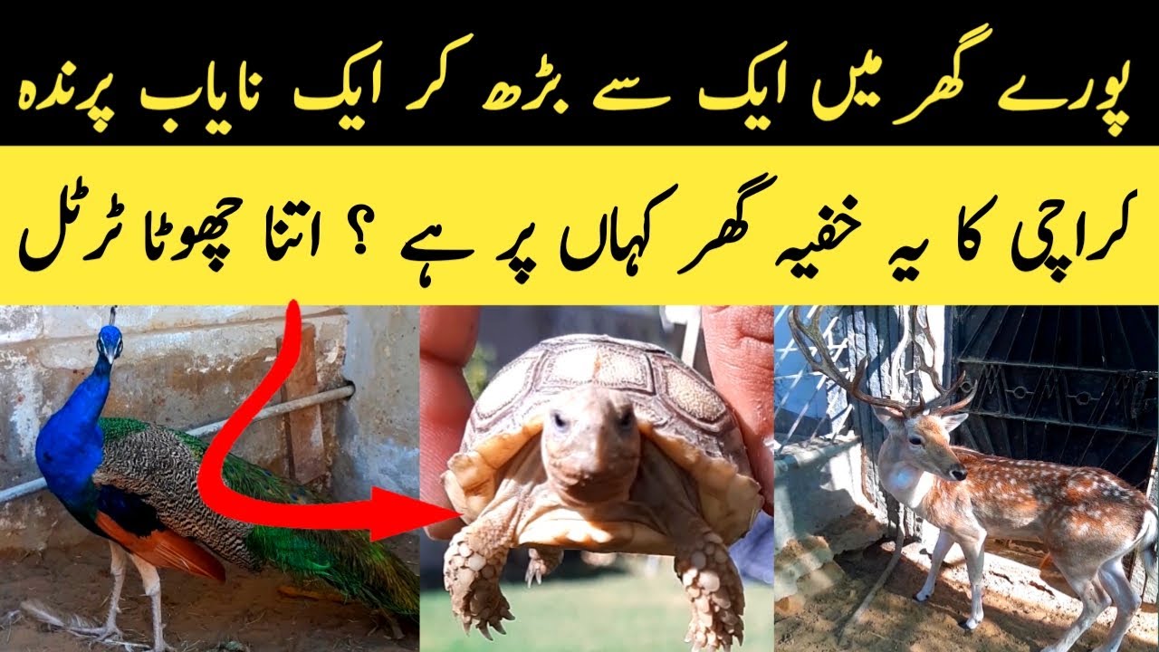 Another Hidden Zoo In karachi | Paracha House | Karachi Zoo | Pet Vlog