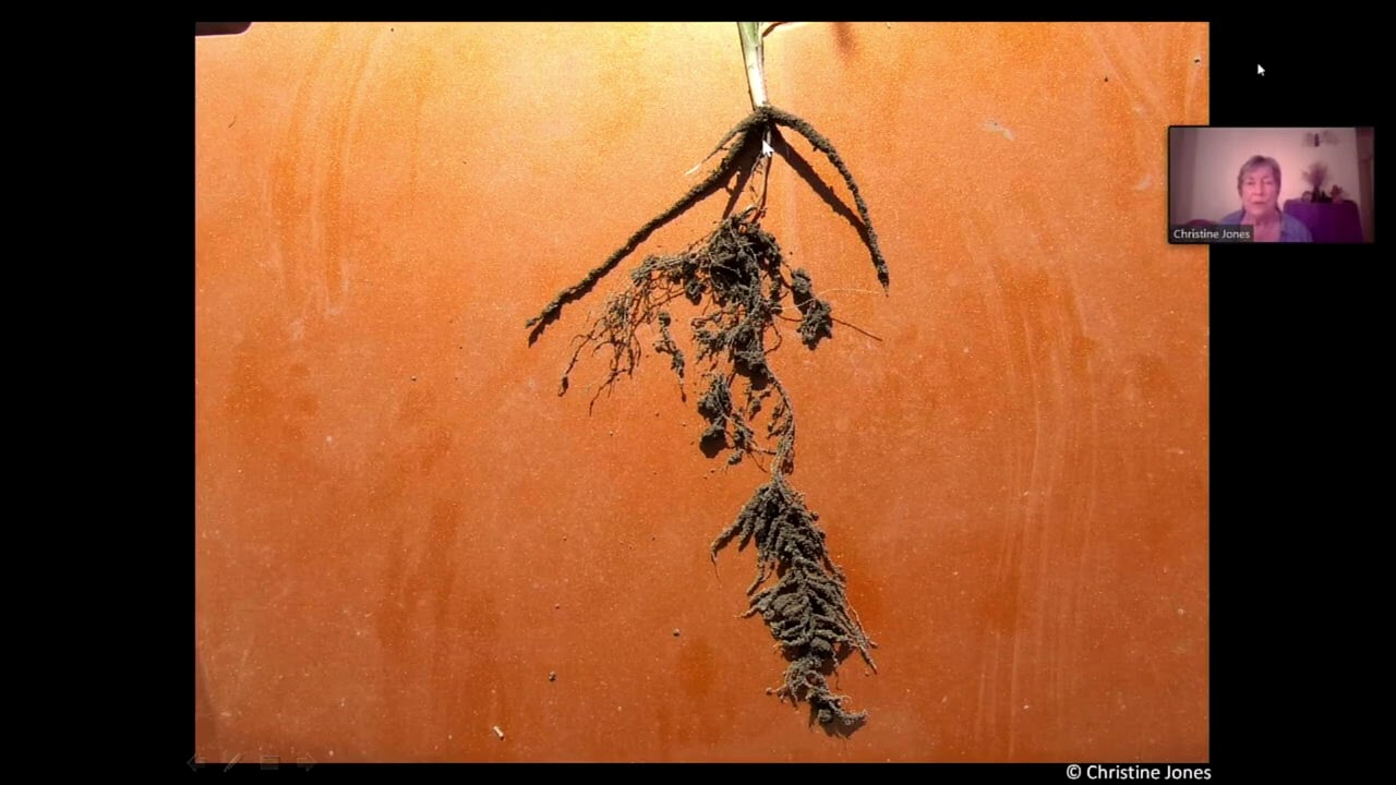 Christine Jones - BioFarm 2020 Day 1