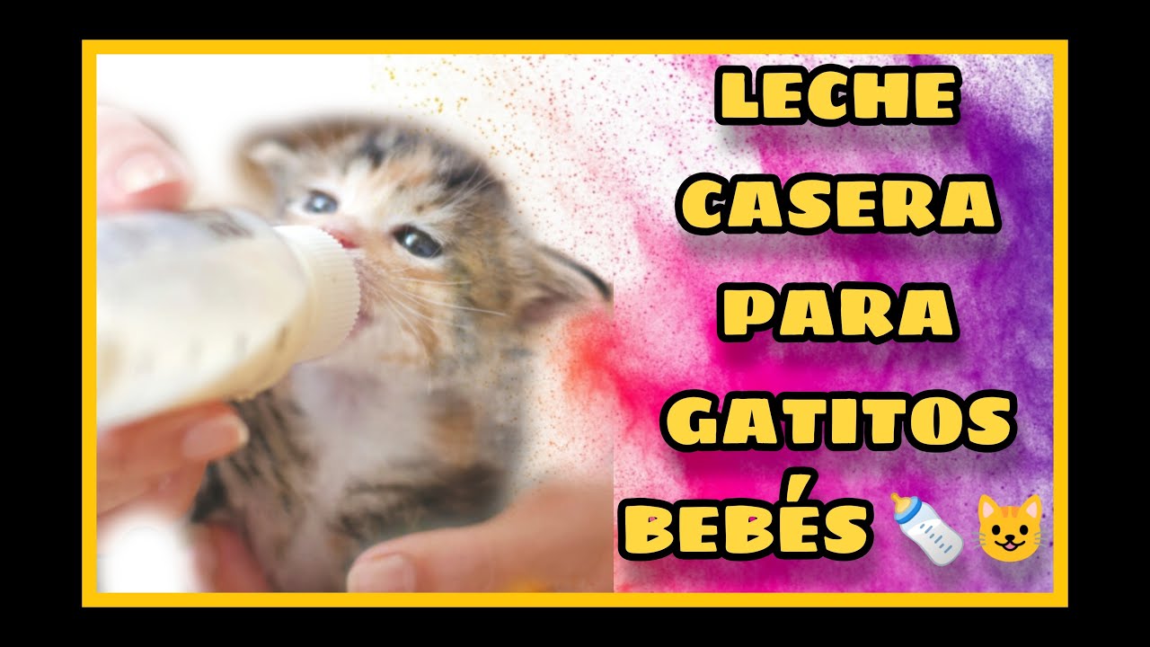 La mejor LECHE CASERA GATITOS recién nacidos SÓLO 3 INGREDIENTES!!! 🍼😻