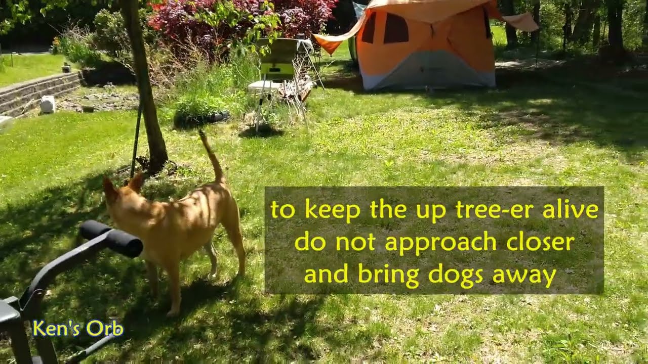 Bark for a reason, Carolina dog, American dingo, Taiwan dog, FMD, Formosan Mountain dog