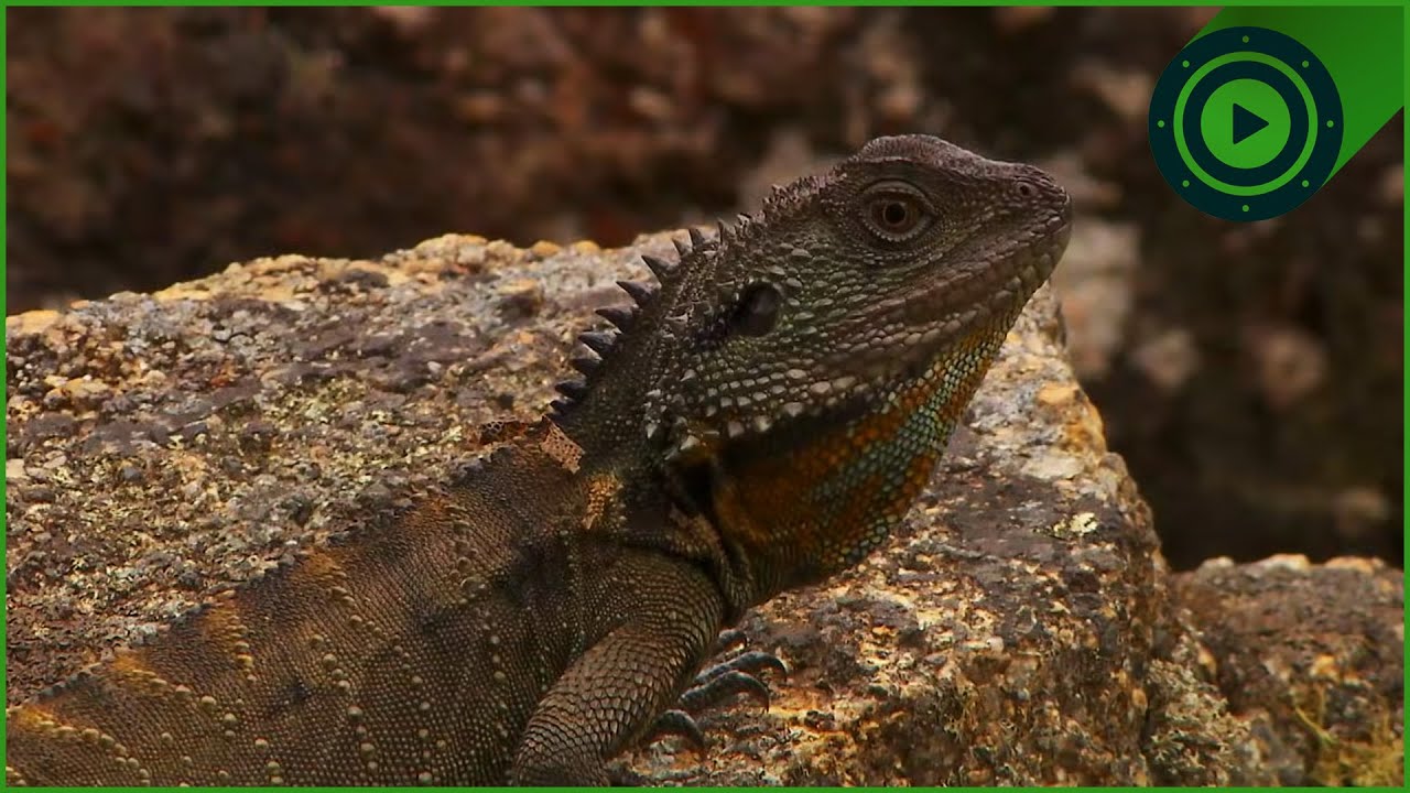 Jurassic Quest: Tracking Australia's Fiercest Prehistoric Predator