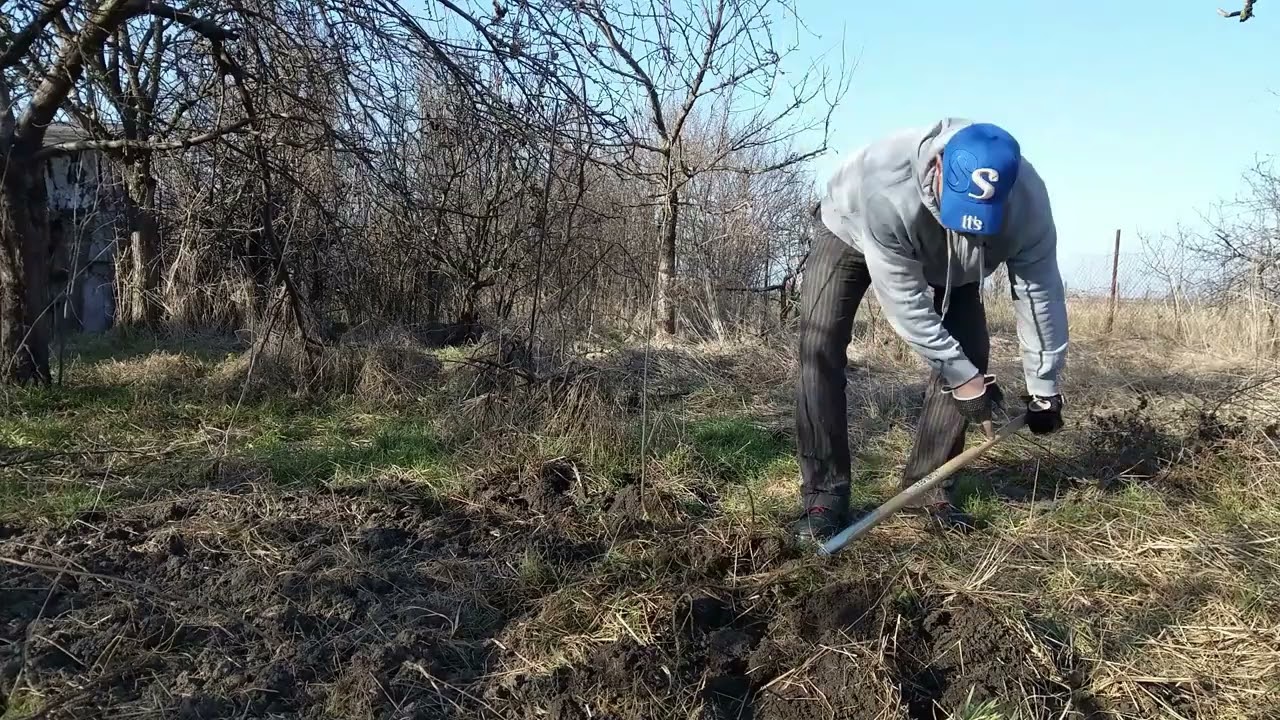 Am sapat cu furca pamant nelucrat de 25 de ani, intelenit, Digging Fork for therapy in pandemy 2022