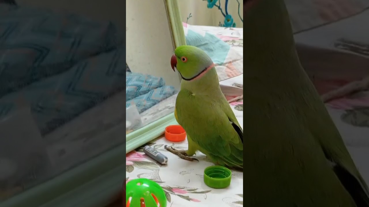 Hello-You all are waiting for my fun!let's enjoy ❤️🦜