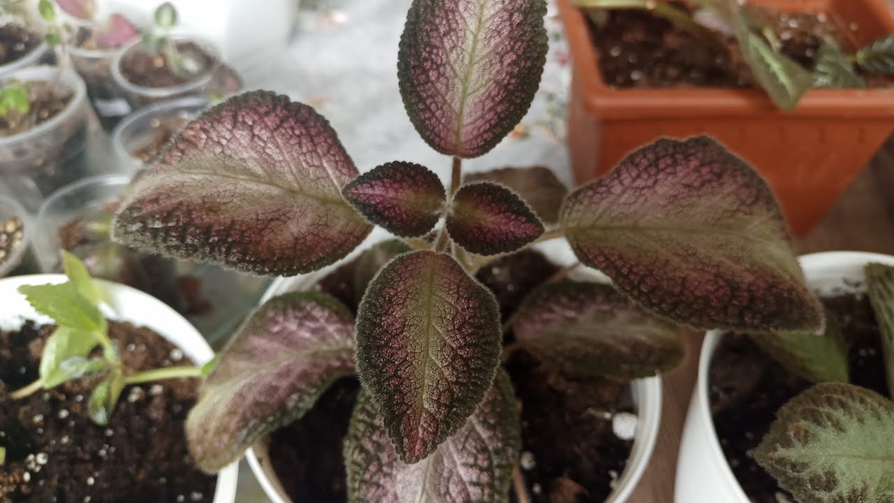 Episcia hakkında güzel bilgiler mutlaka izleyin🌺🌿🥰