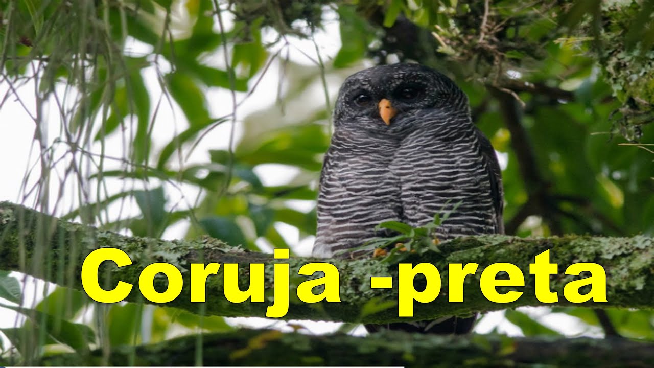 Coruja-preta (Strix huhula) #avesdobrasil #birds #birdsounds #wildlife #nature #aves