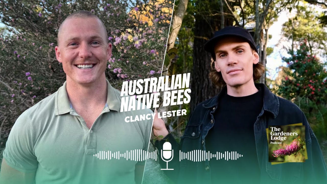 Australian Native Bees with Clancy Lester | The Gardener's Lodge Podcast
