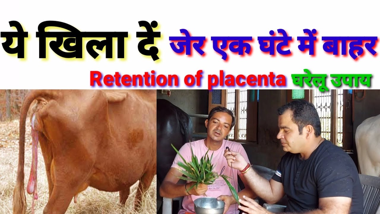 जेर गिराने का घरेलू तरीका|Treatment of retention of placenta in cattle|pashucare|