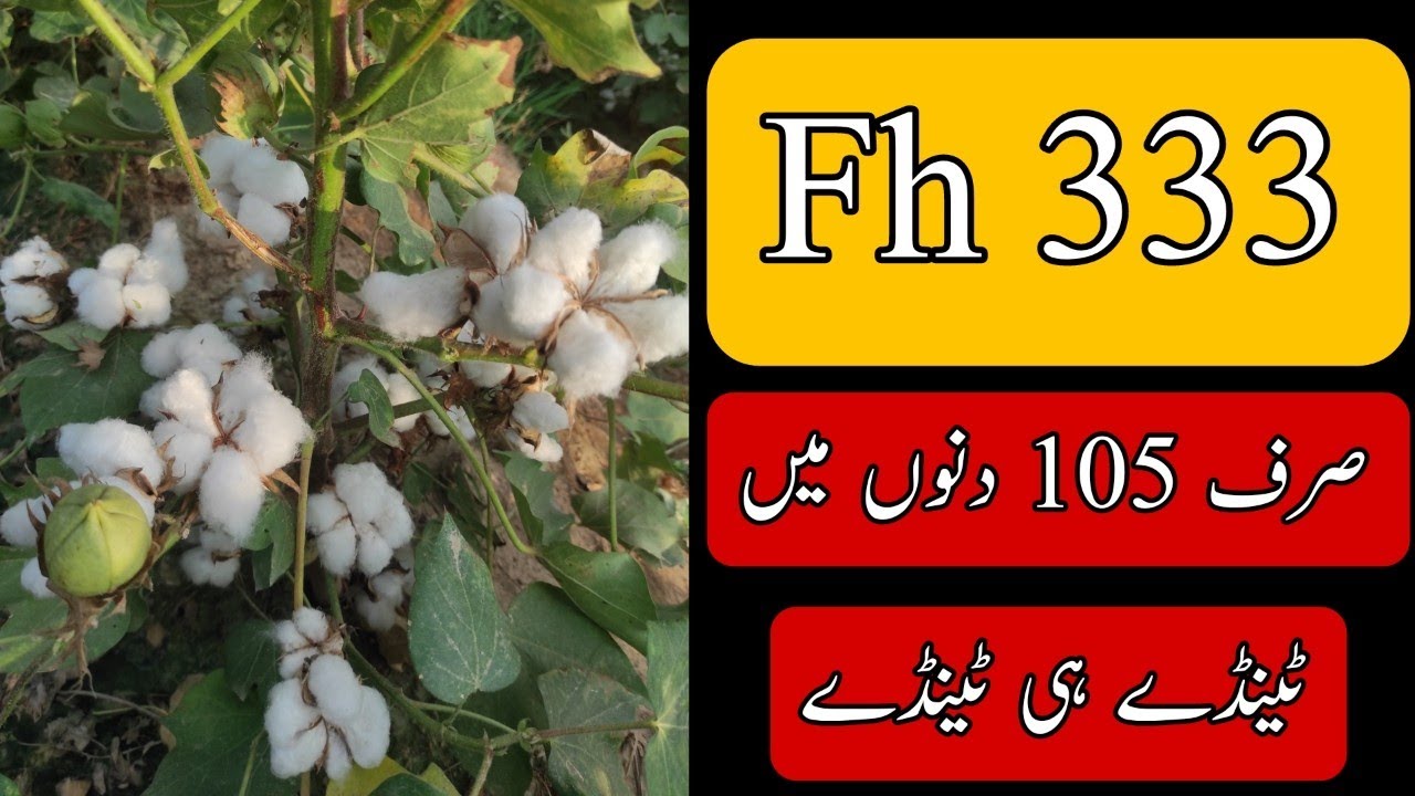 No.1 triple gene Pakistani cotton variety  Fh 333 after first picking #cotton #agriculture #farming